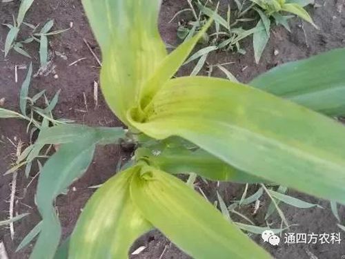 ���הQ����ô�k����ץ�o��Q��(hu��)Ӱ푮a(ch��n)��!!!